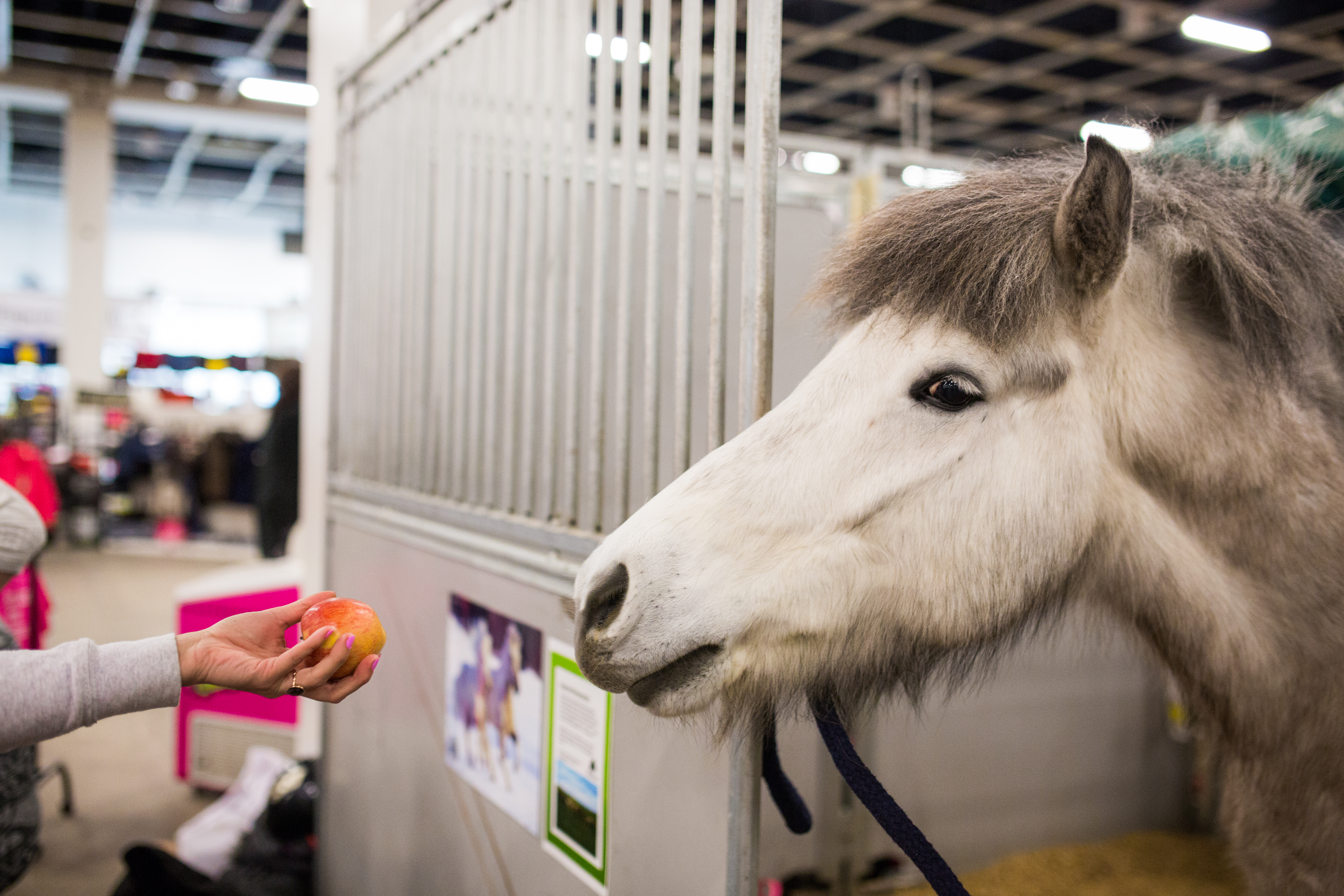 Helsinki Horse Fair: Bloggaajat ovat digiajan mielipidevaikuttajia