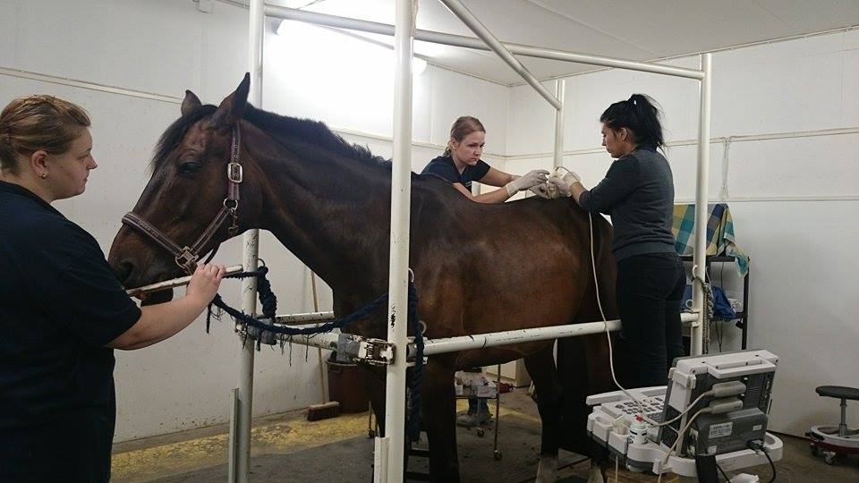 Suomen ensimmäinen etäeläinklinikka hevosille on avattu