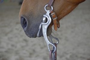 horse-1354909_1280-300x199