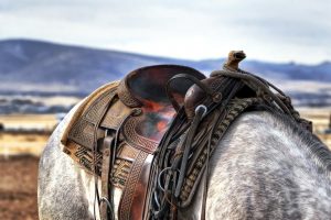 saddle-419745_1280-300x200