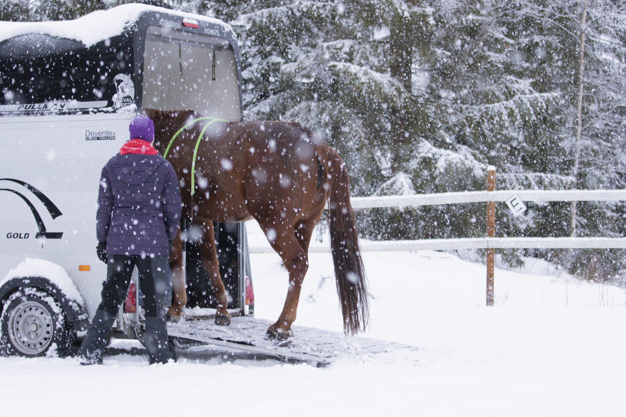 Lastausvaikeuksia? Jännittynyt ihminen ja jännittynyt hevonen aiheuttavat lumipalloefektin
