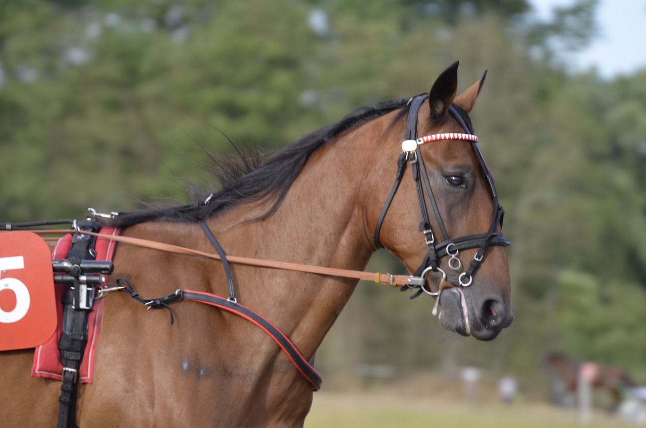 Kuinka lyödä vetoa hevosurheilusta: kertoimet, vinkit ja niksit