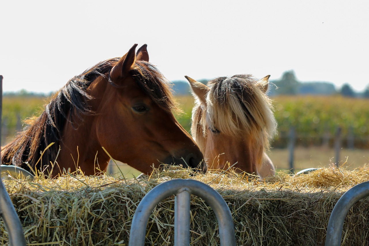 Hevosen IBD-oireiden ehkäisy oikeanlaisen ruokinnan avulla