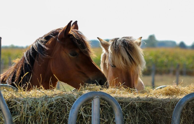 Hevosen hyvinvointityöryhmä aloitti toimintansa – Suomesta hevosen hyvinvoinnin edelläkävijä