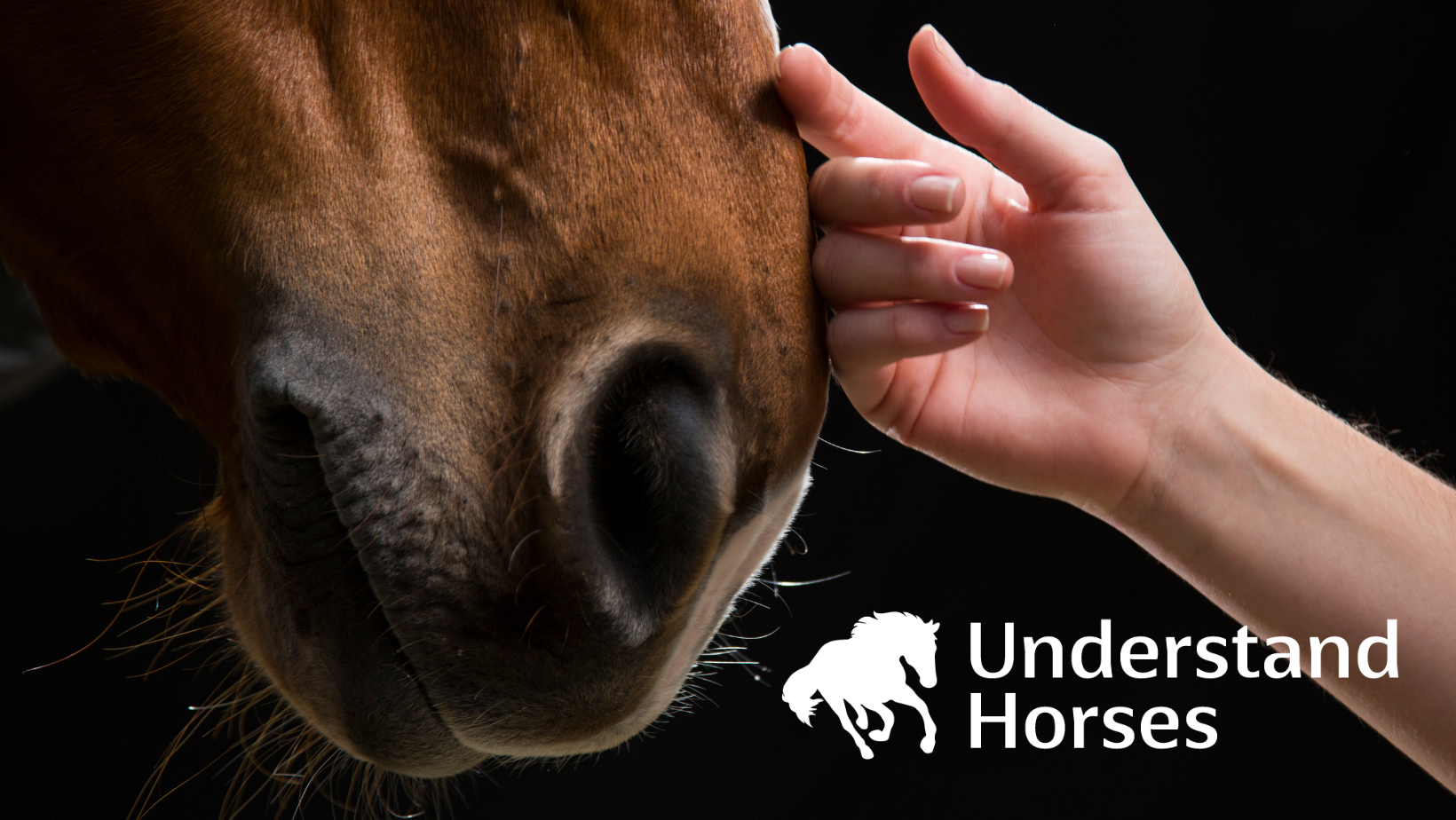 Understanding Horses Livessä parannetaan ymmärrystä hevosista