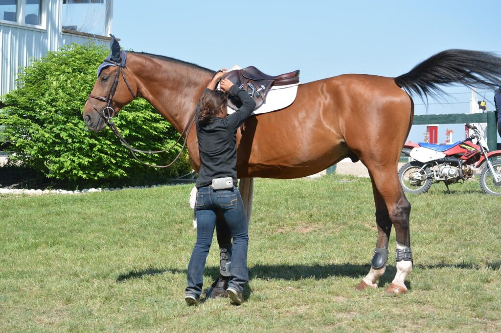 horse-2828148_1280-1-1024x682  